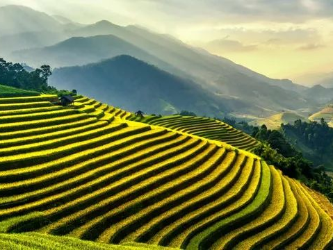 深度解析||小农户与现代农业的衔接桥梁——农业价值链的构建