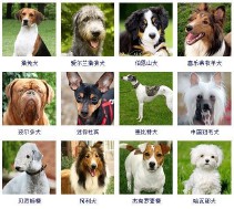狗的品种大全（狗狗有多少品种）
